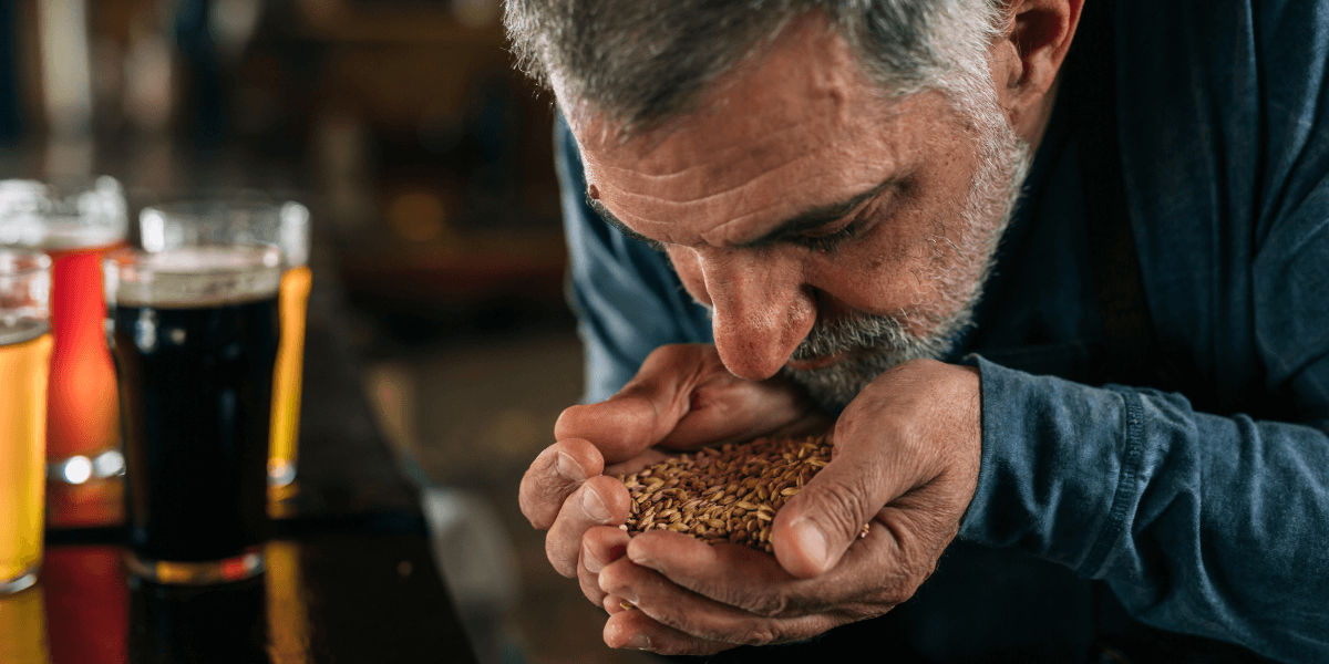 Barman smelling barley next to glasses of different beer