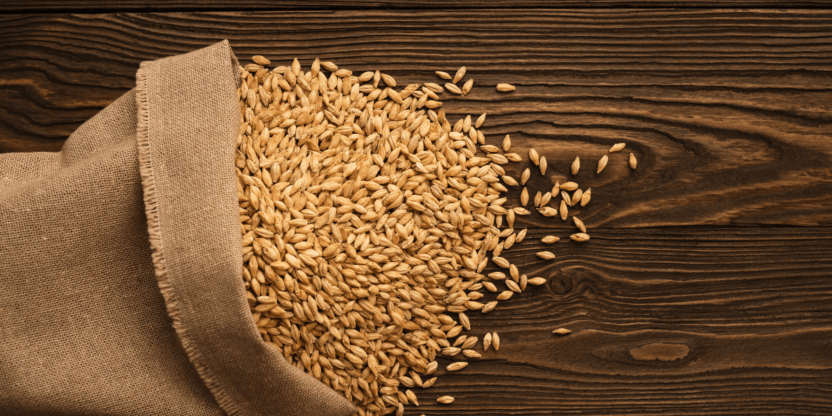 barley malt on wooden background