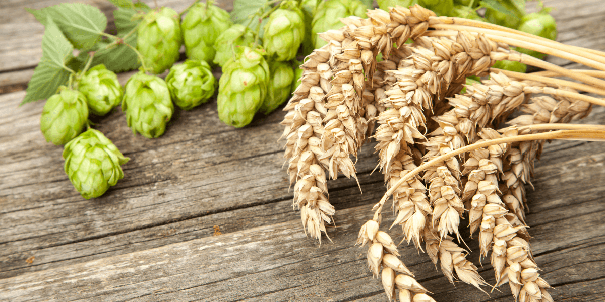 malt and hops on a wooden table