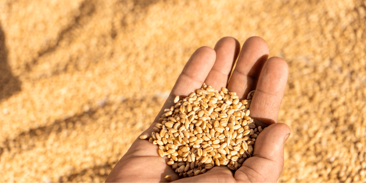 wheat grains on the palm of a hand