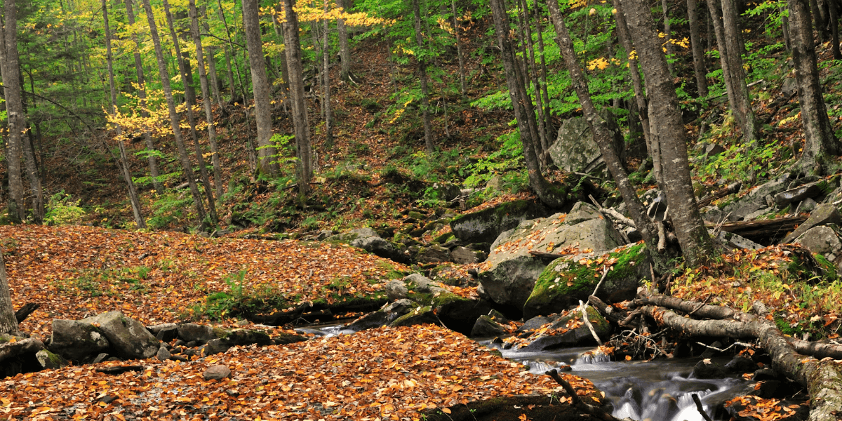 A stream in the Loyalsock Forest