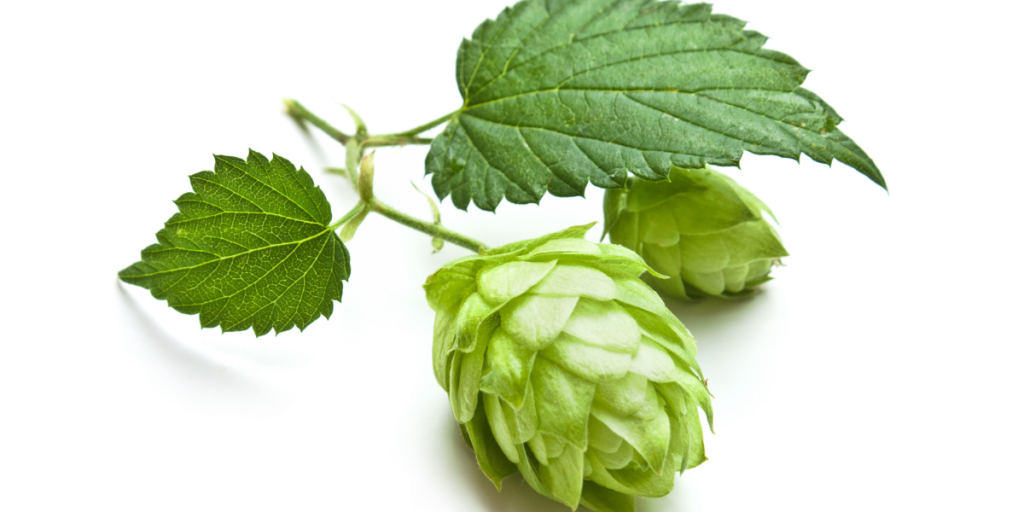 hops